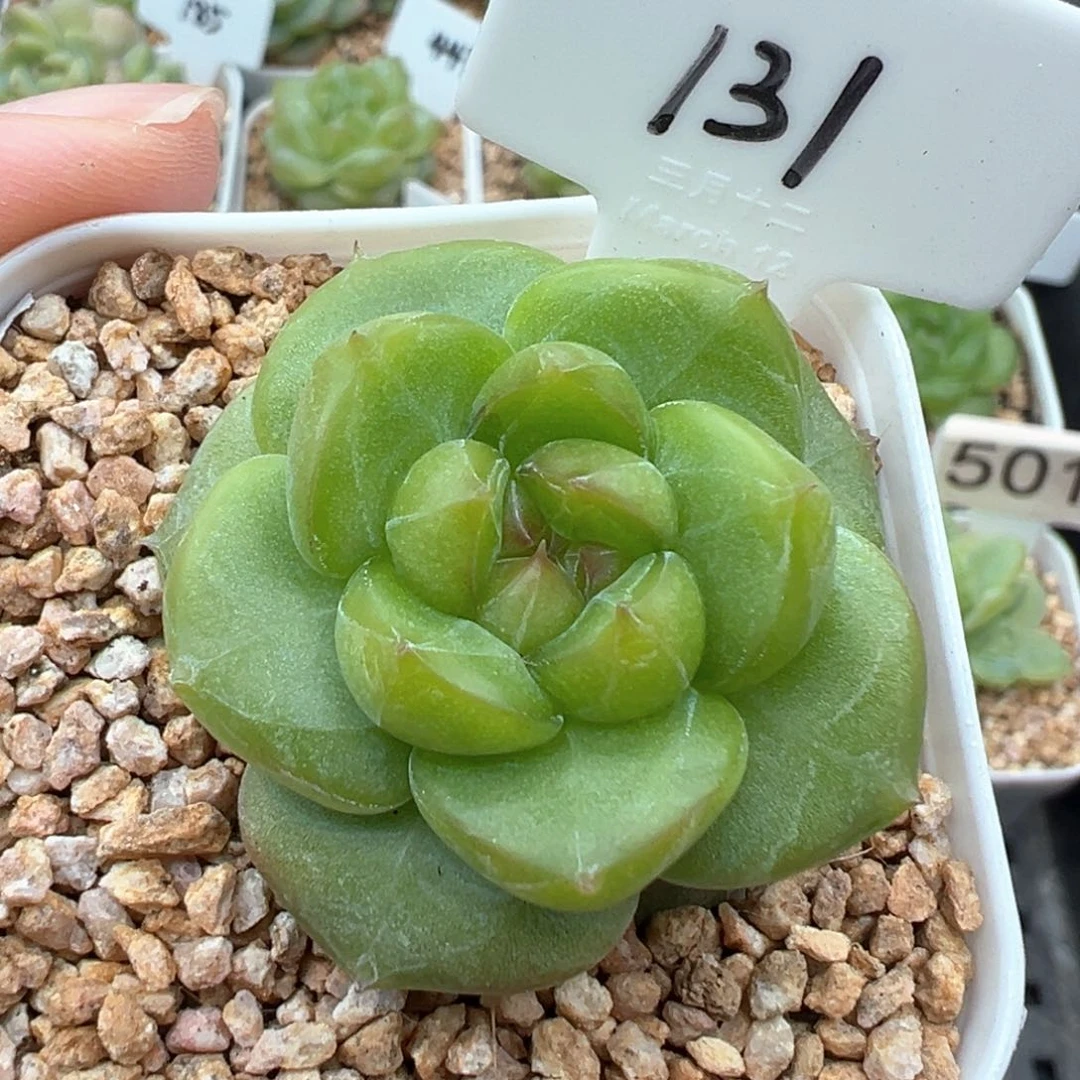 131号珍妮混合个体