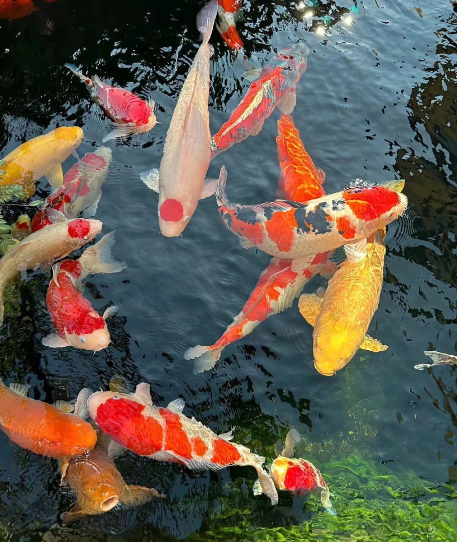 观赏鱼冷水鱼淡水鱼 各种品种 福利精品 福利好养 渔场直销