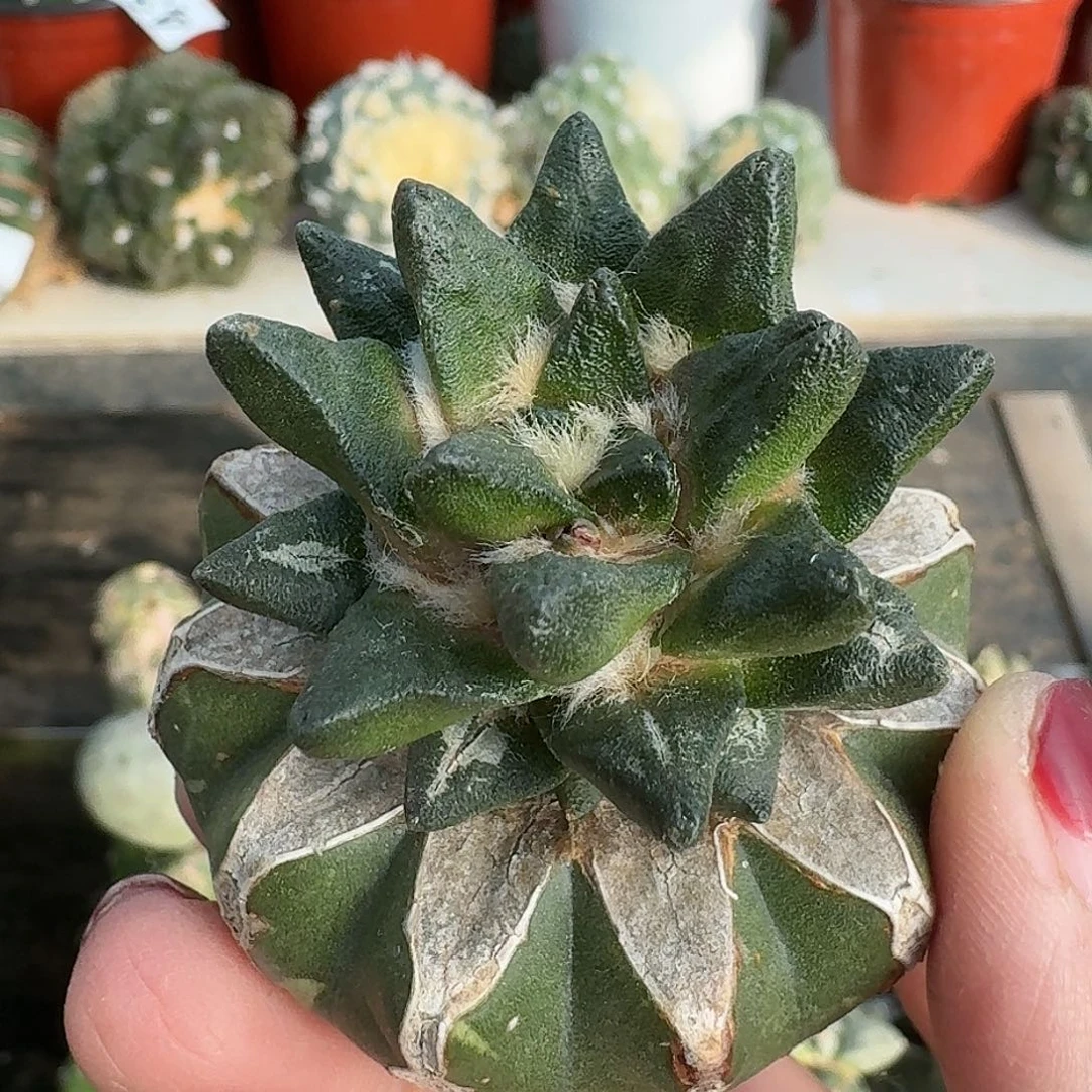 无花朵纯种龙角牡丹