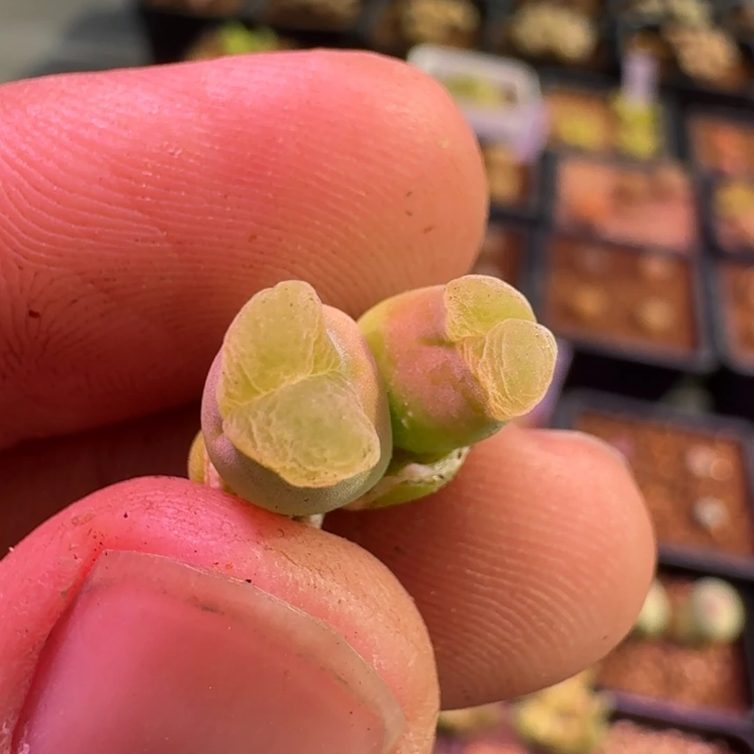 云缦精品番杏14.23