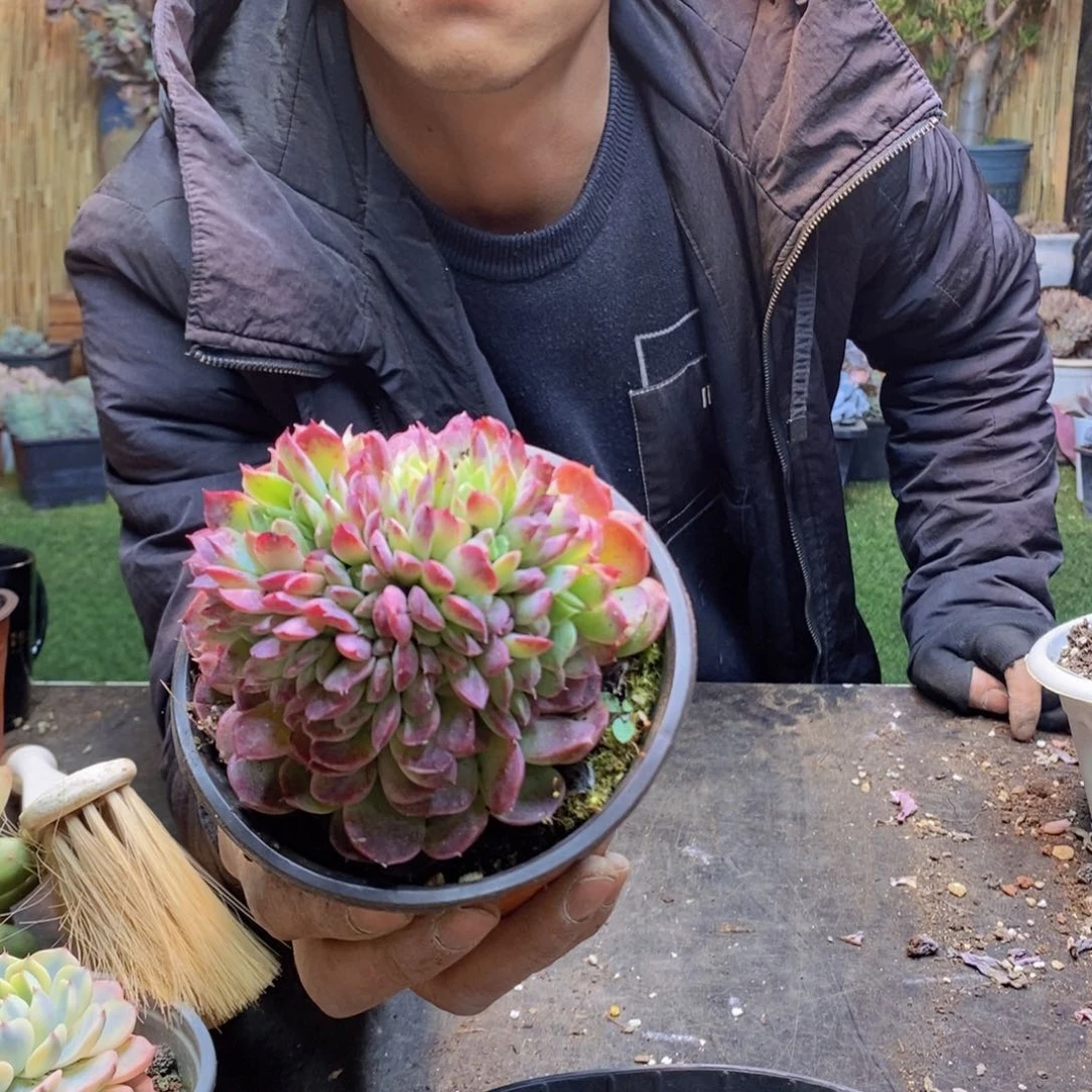 前**事H360号朱砂痣缀多肉