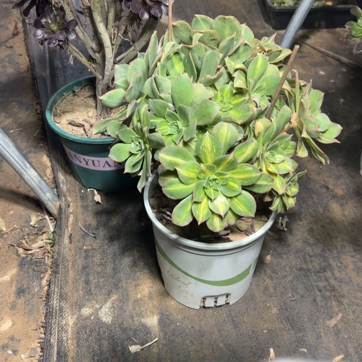 66多肉多肉多肉多肉多肉