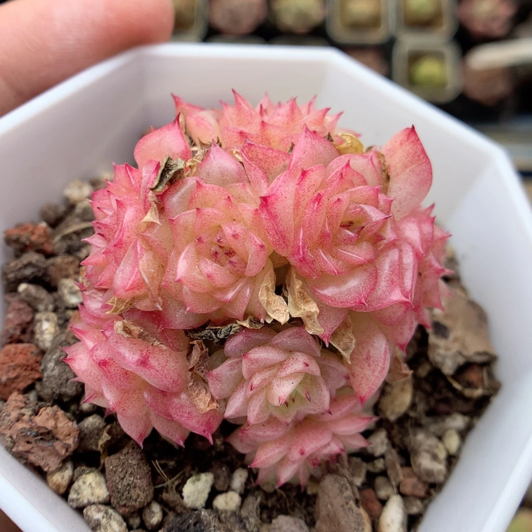 X65 ，20包邮两天凑单