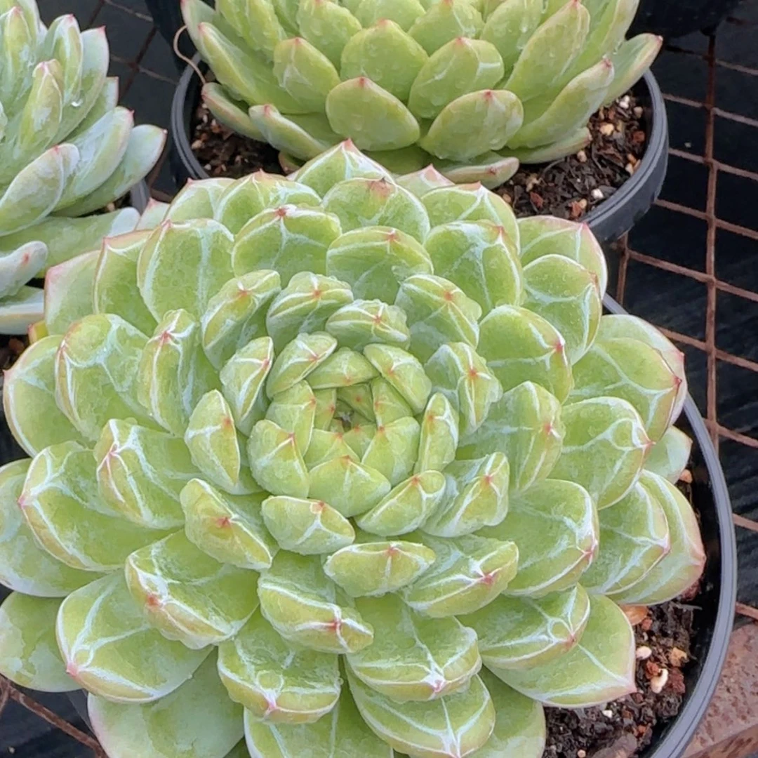 【闪购商品】母本大雪花珍妮88