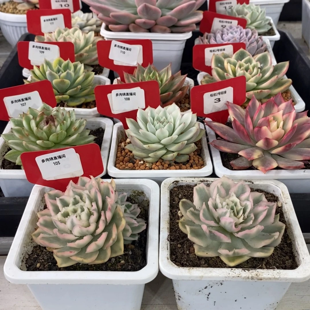 a***e紫蝴蝶锦多肉植物