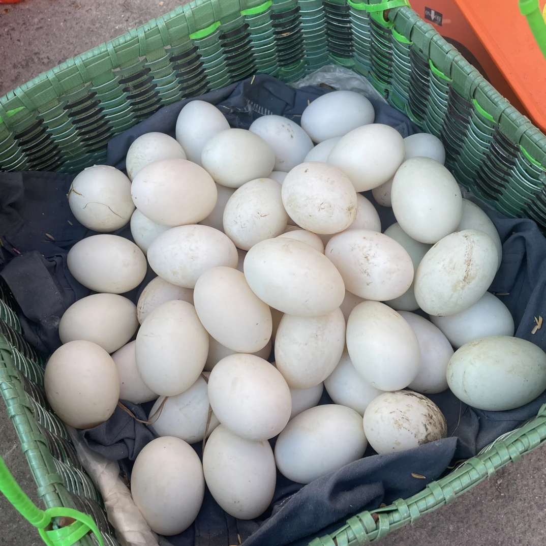福袋农家直养20个鸭蛋