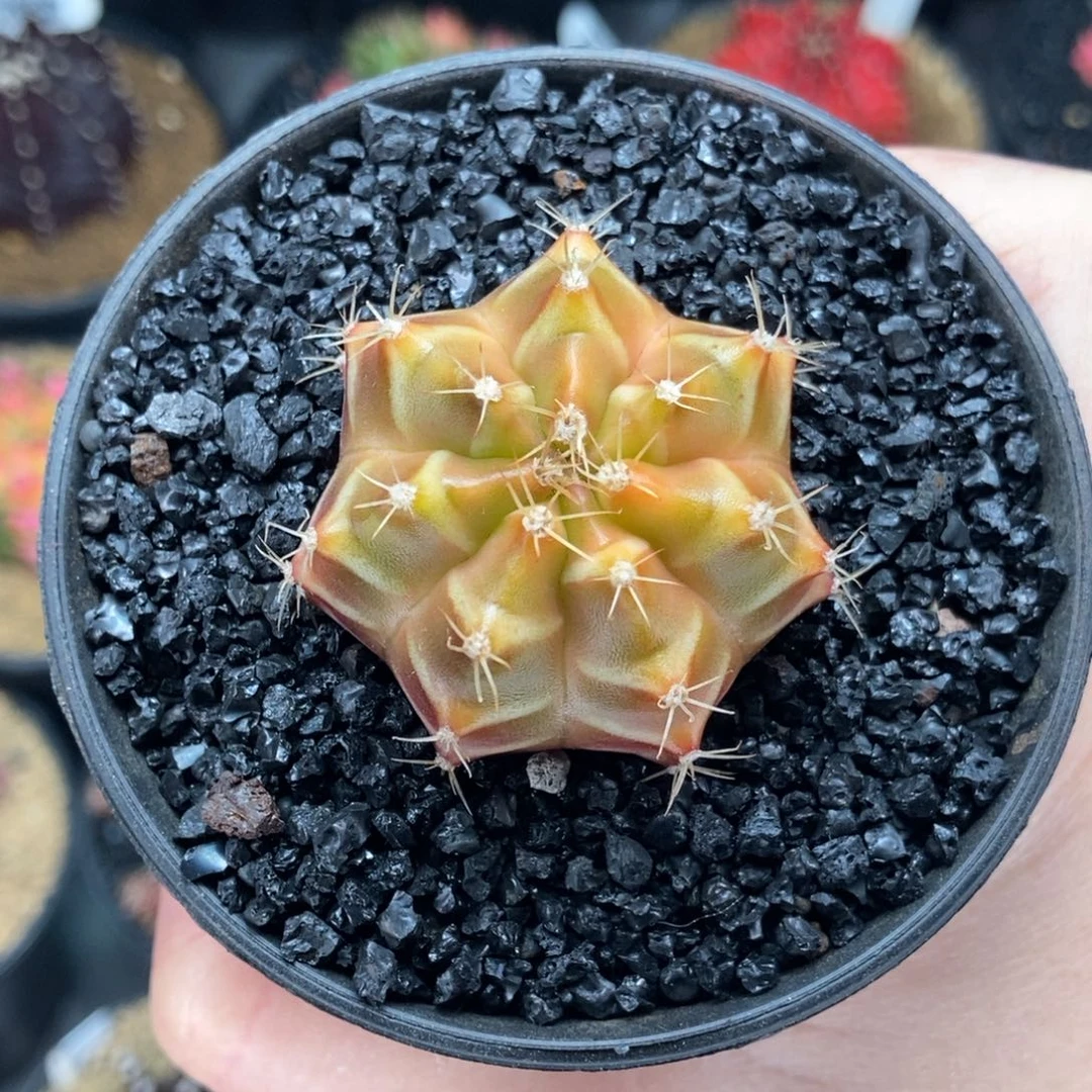 福利价 漂亮小精品 米哈仙人球