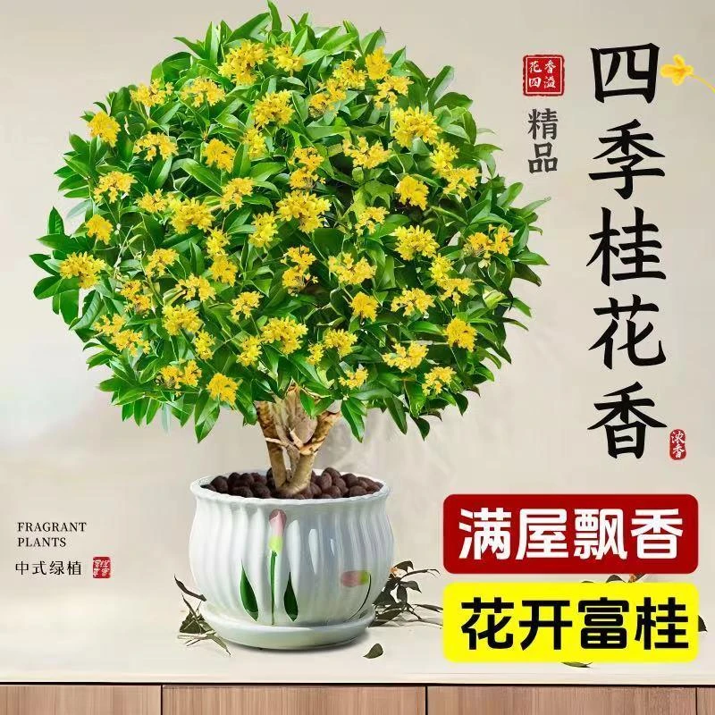 四季桂花树好养浓香型盆栽阳台庭院金桂花卉老桩室内易活
