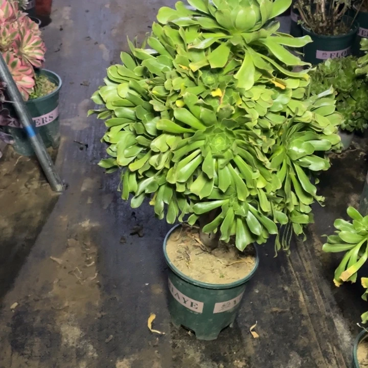 27原始绿法师多肉植物