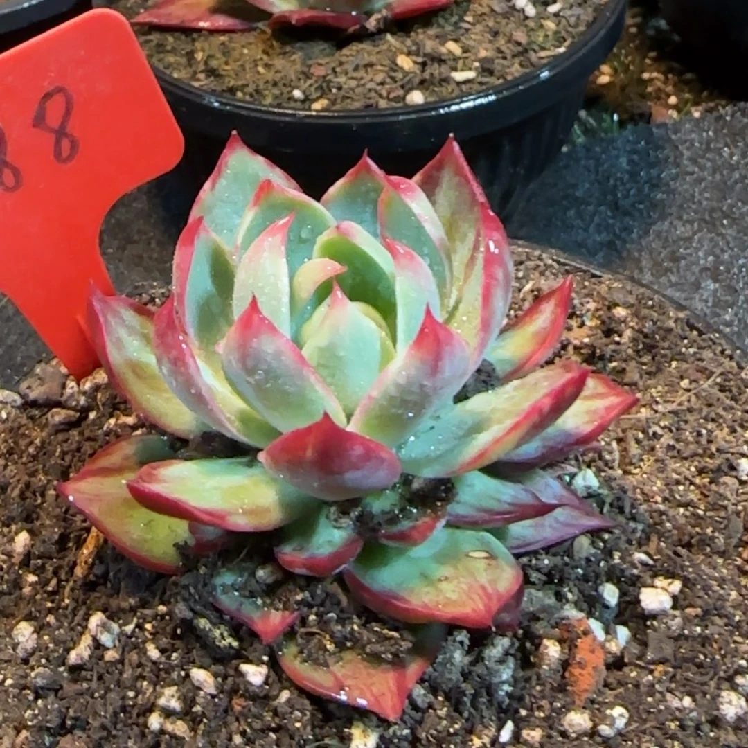 细叶拉丝惊鸿一物一拍包装收缩花旱188