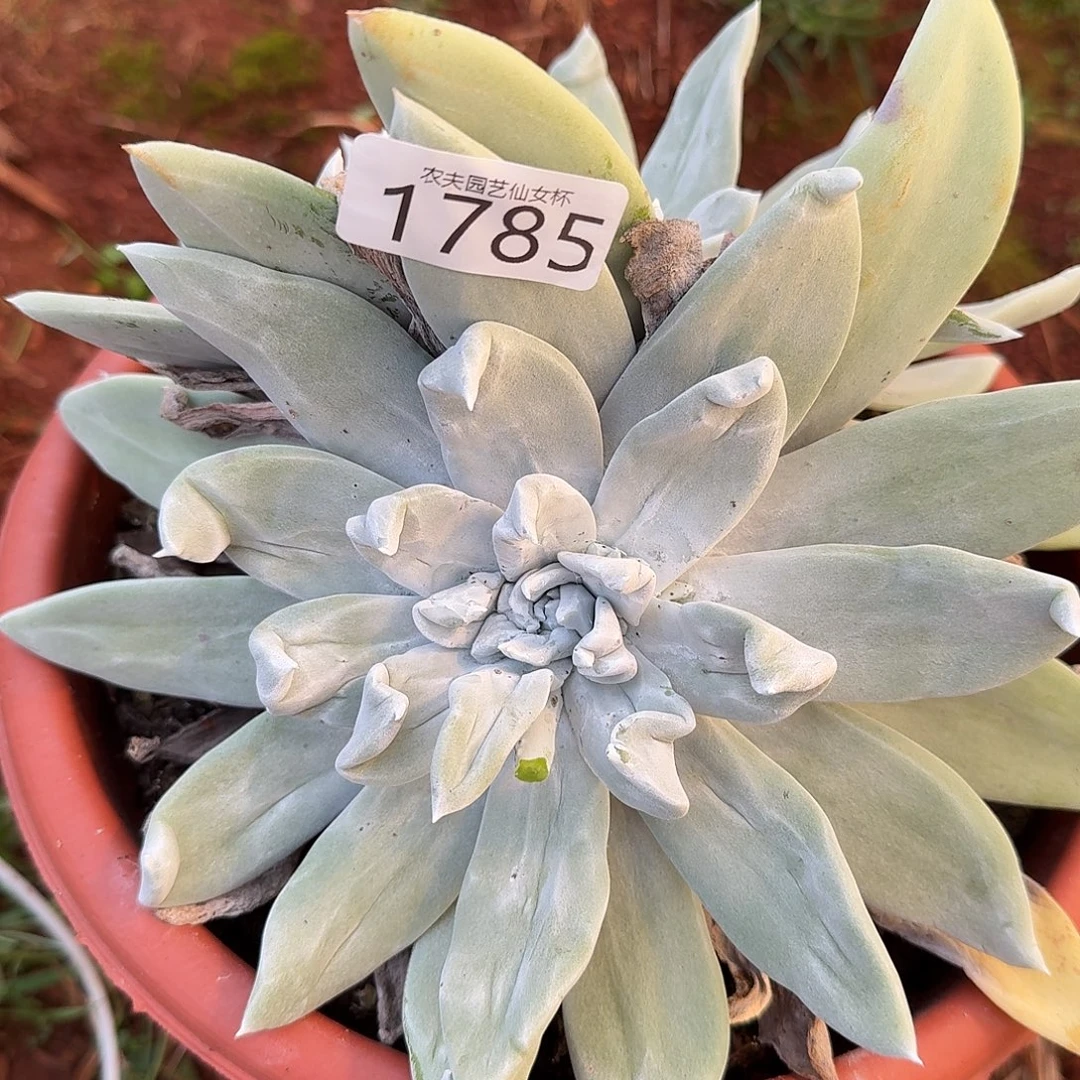 3代杂交仙女杯多肉