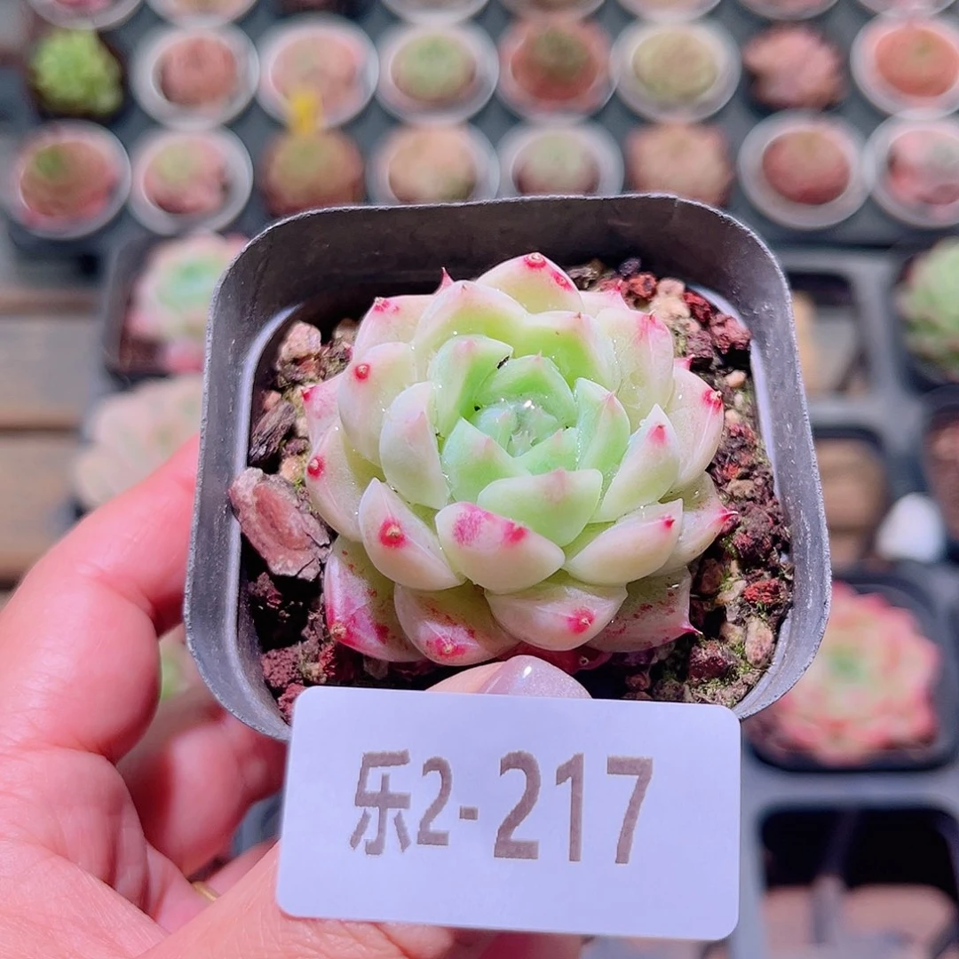 乐然2-217 麦秆单头