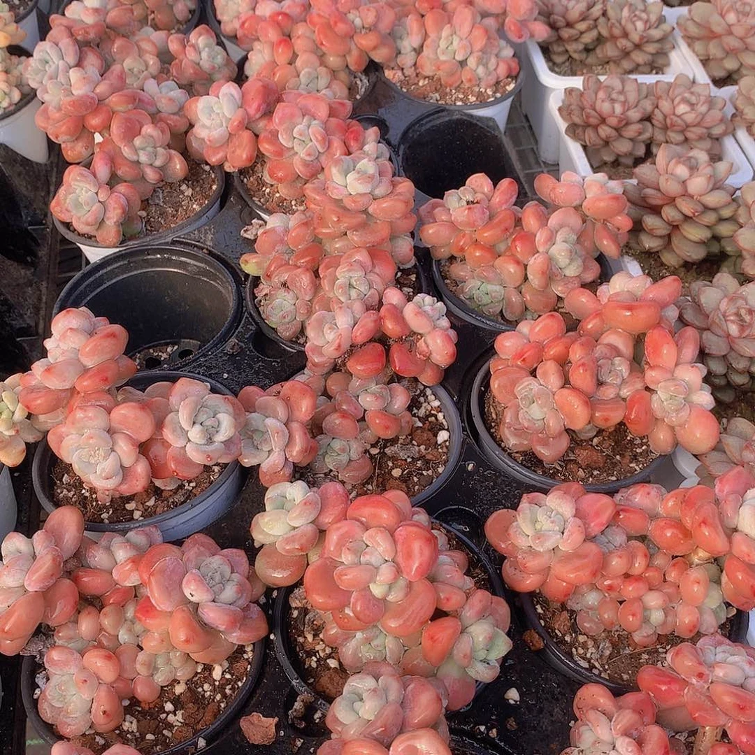 老庄洛神24568999000