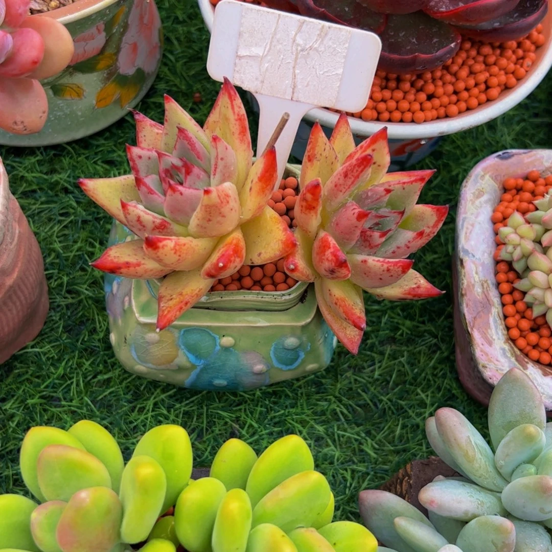 遥***蓝双头小老桩黄皮乌木