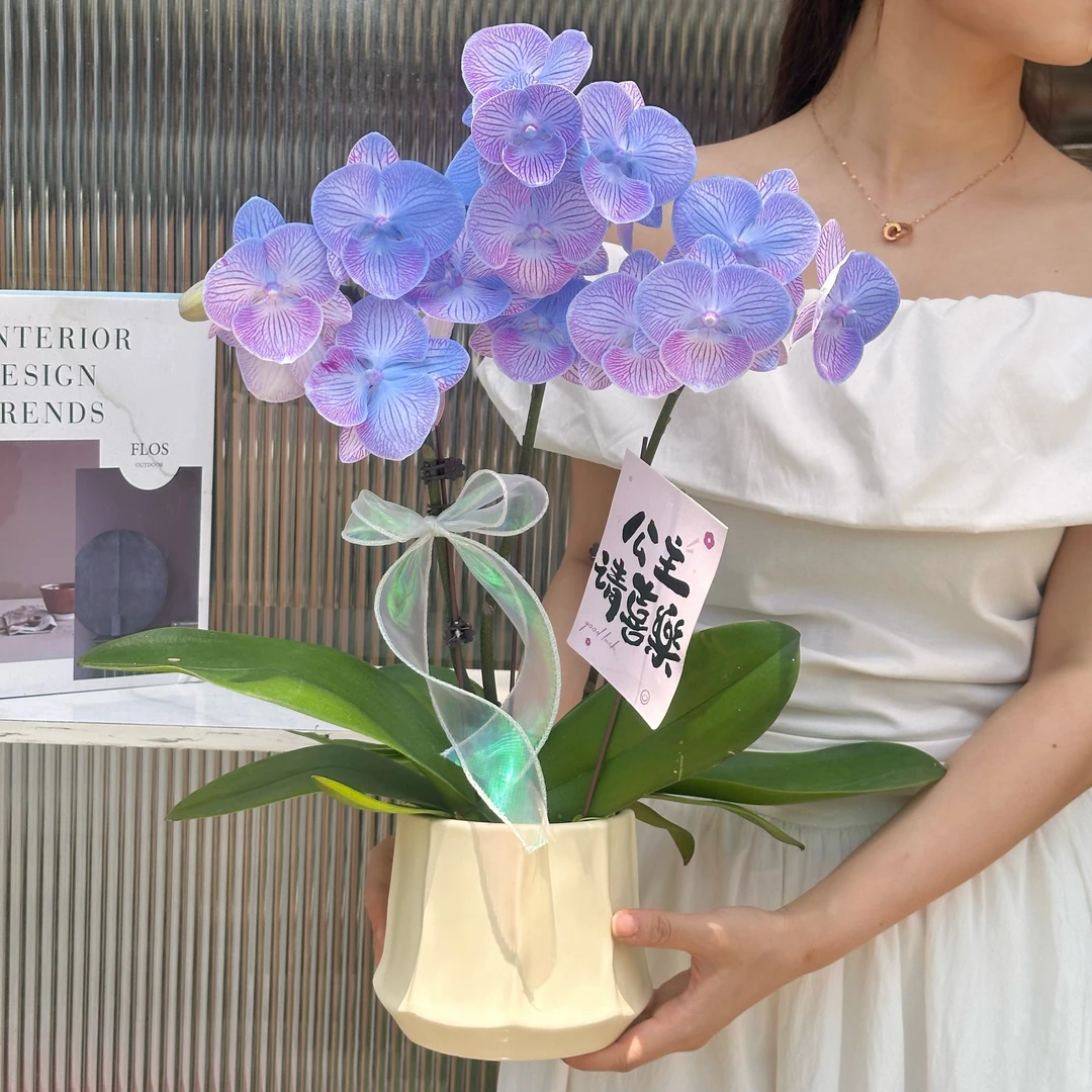 【星月夜--组盆】鲜花蝴蝶兰 喷染工艺 开花株 室内客厅高品质花卉