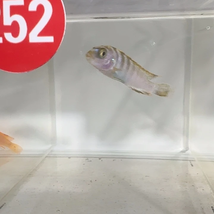海水252号野生姆巴巴王子