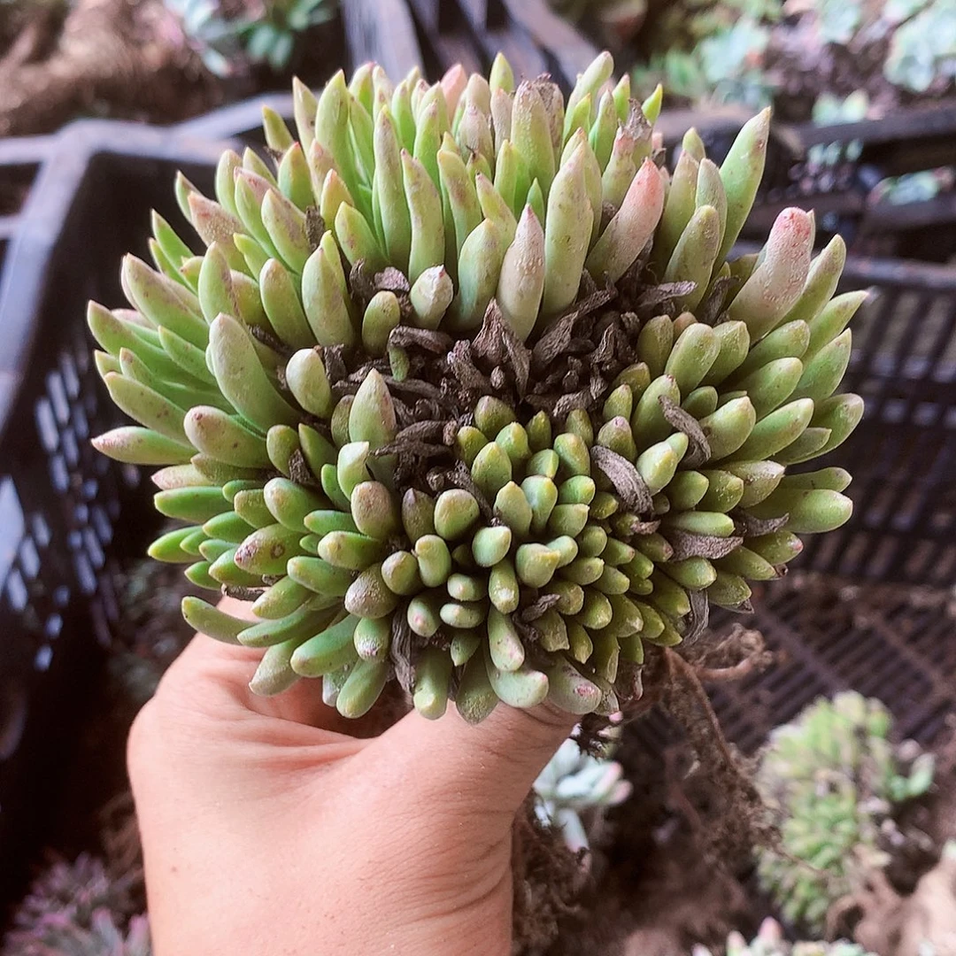 794绿菊杂交仙女杯多肉