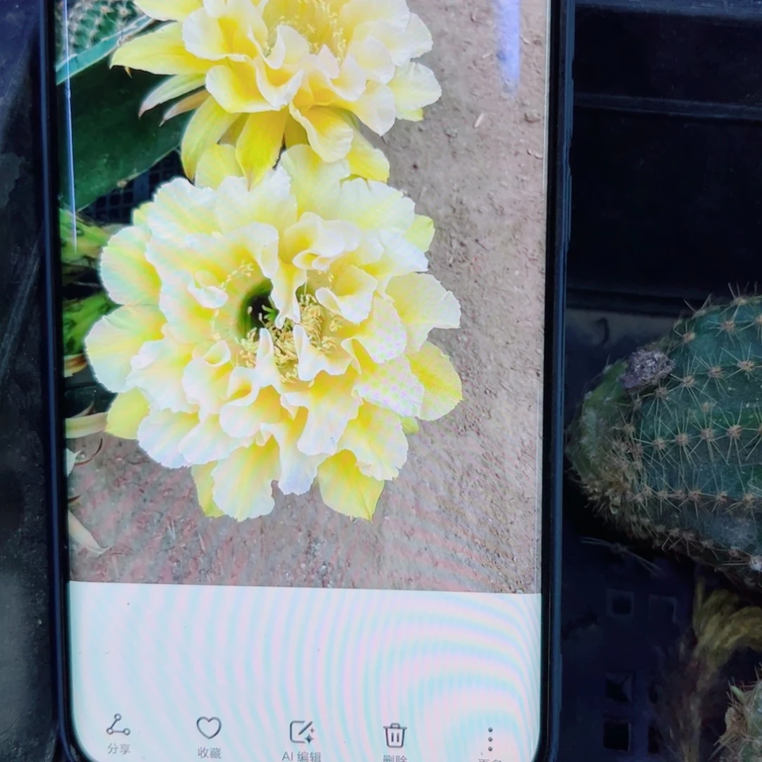 下42彩草奶油舞群斑点软歪无根侧芽4公分左右20包邮