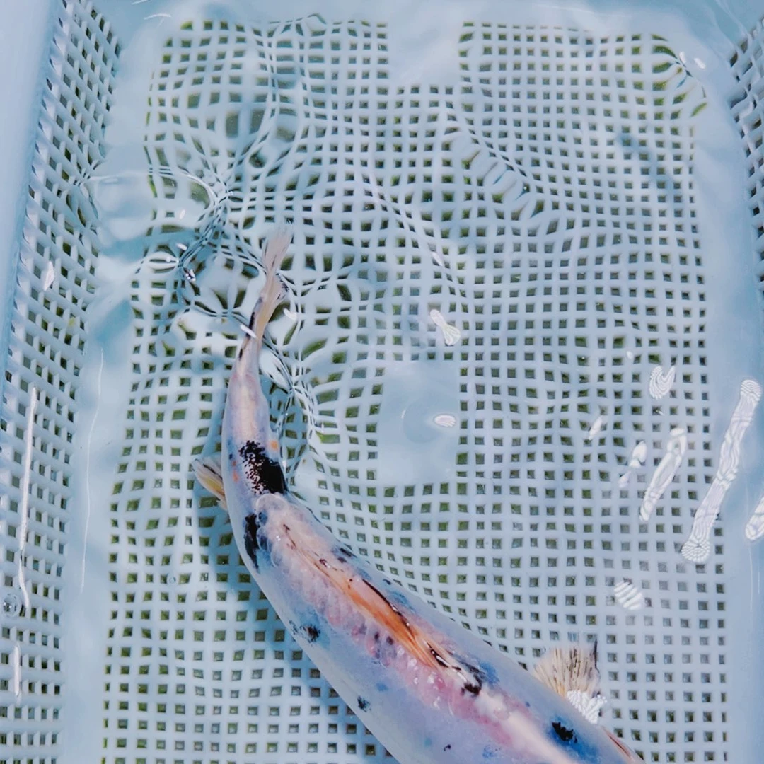 海水鱼锦鲤观赏鱼