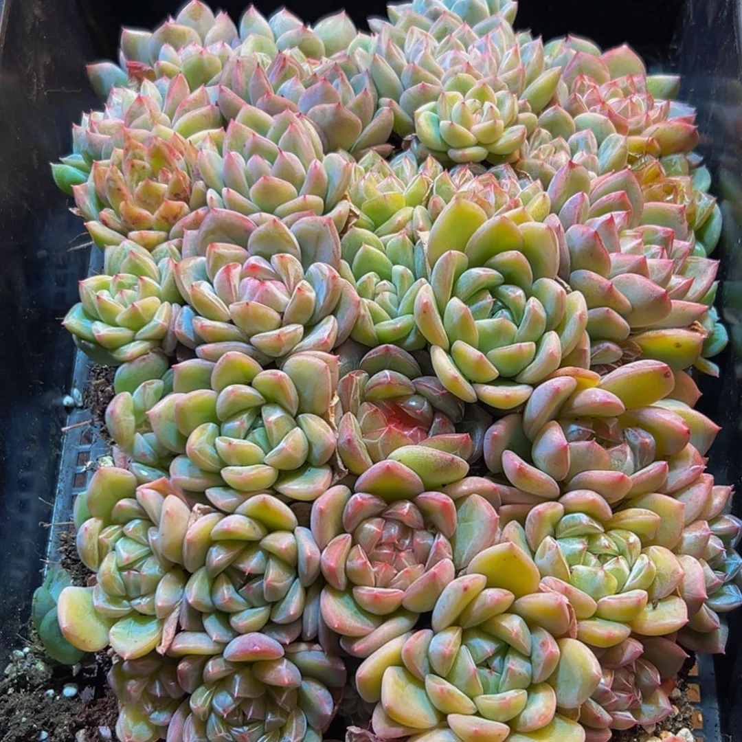 828多肉葡萄领导人物