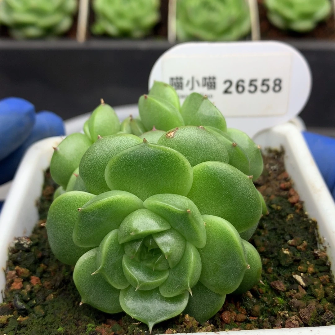 多肉植物珍妮26558