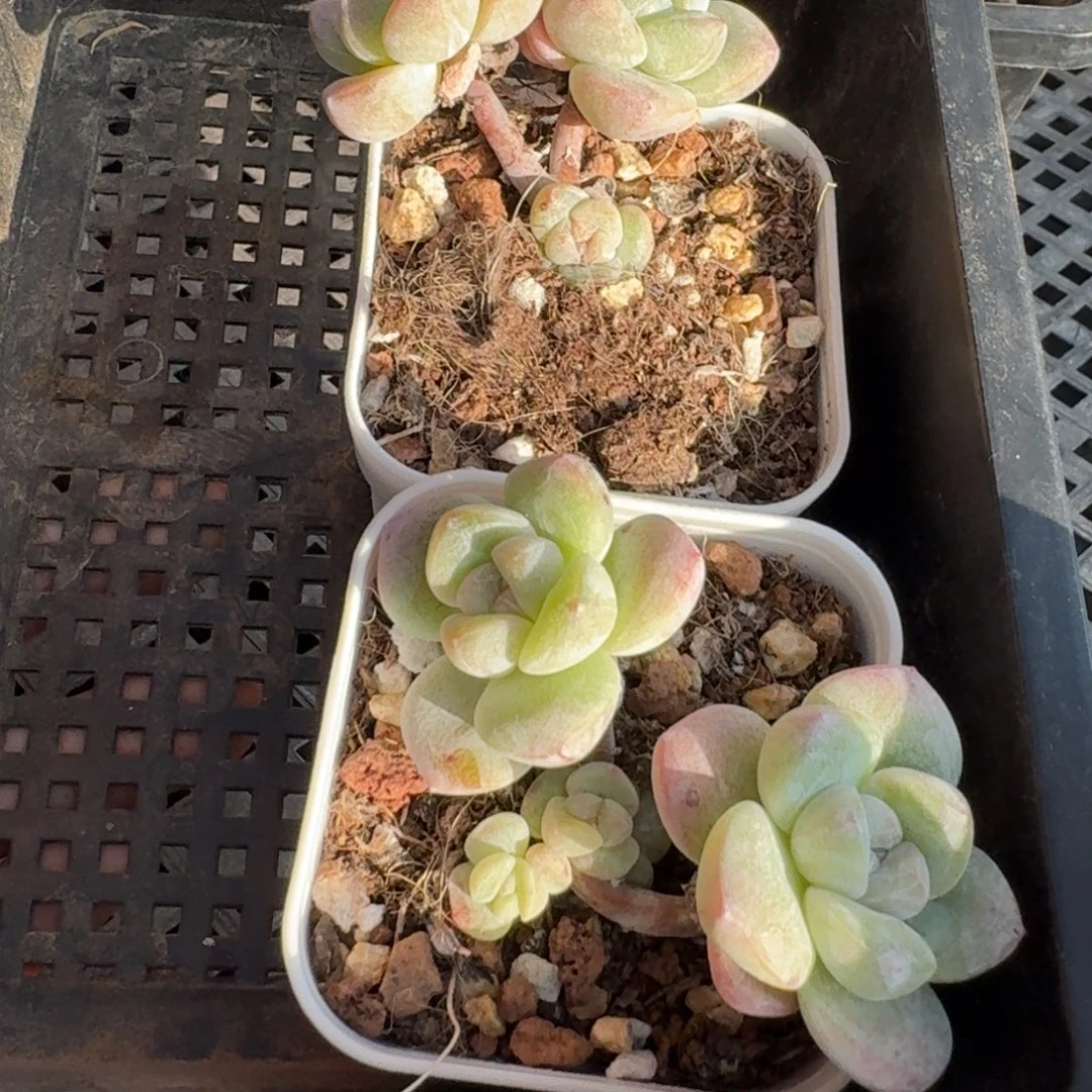 28 号到手1颗，江北多肉