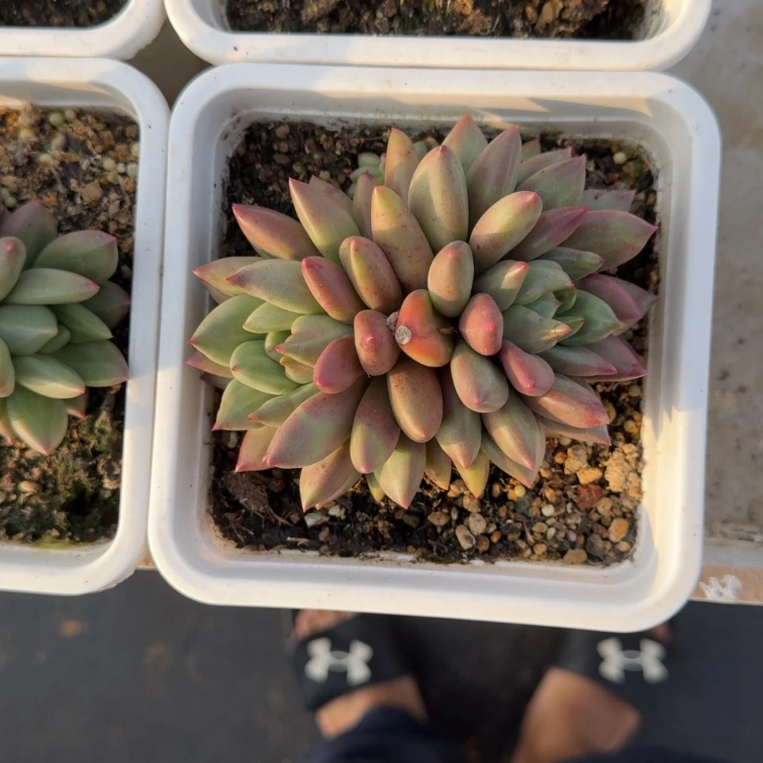 米其林 双头 一物一拍