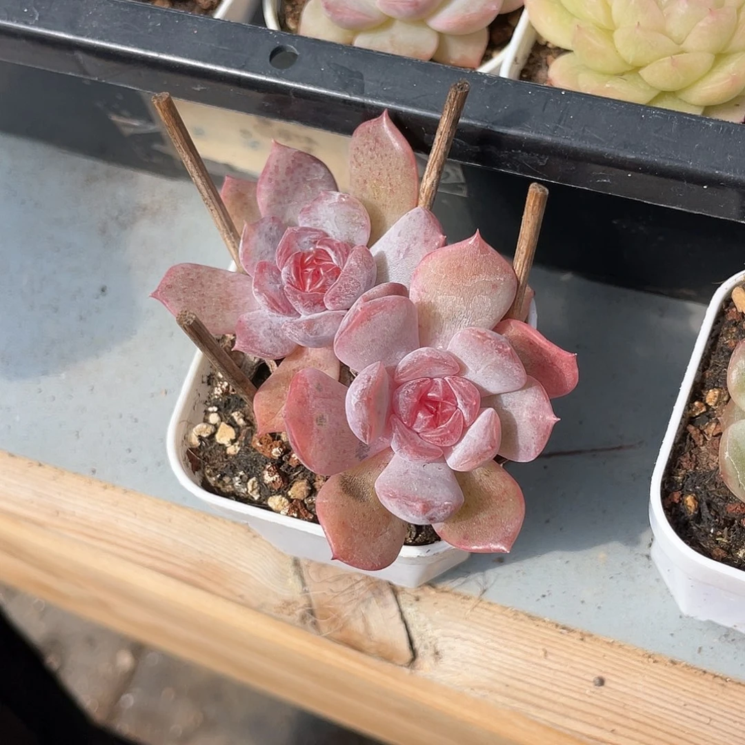 优选红恋飘枝135