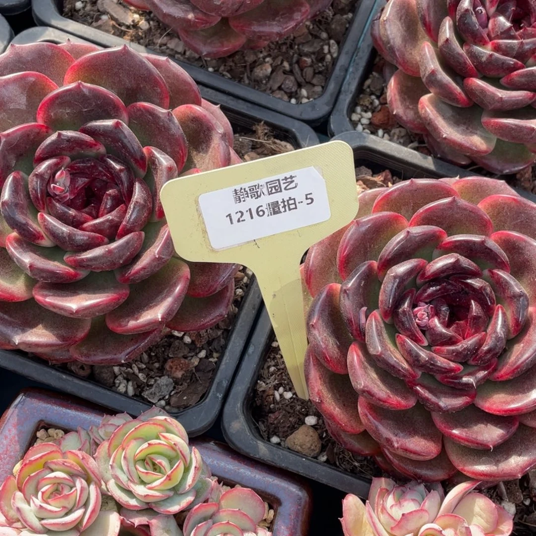 1216-5-玄夜精灵大单头一颗量拍