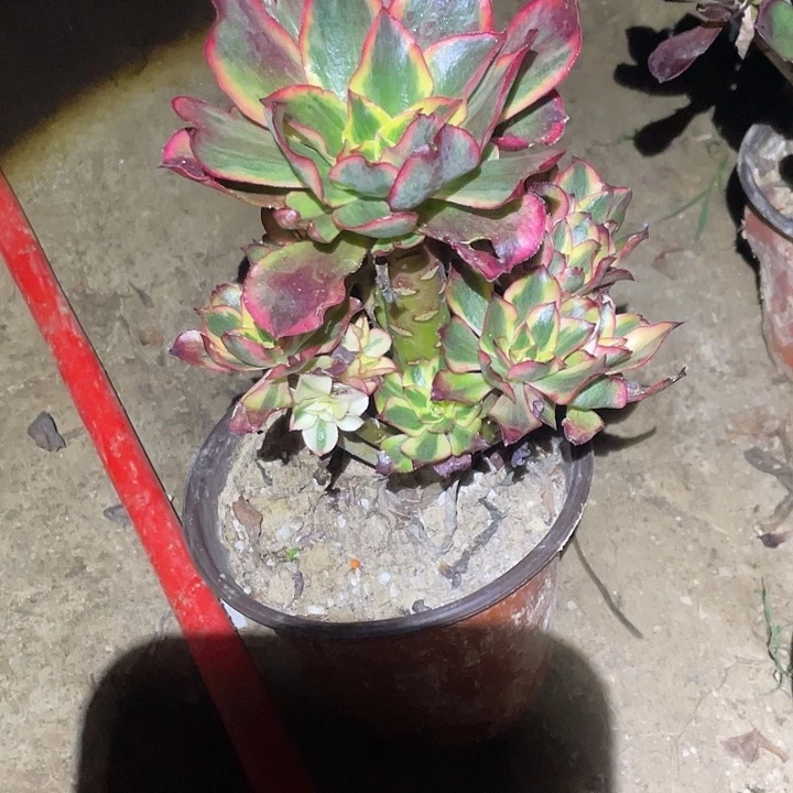 法师植物魅影法师136