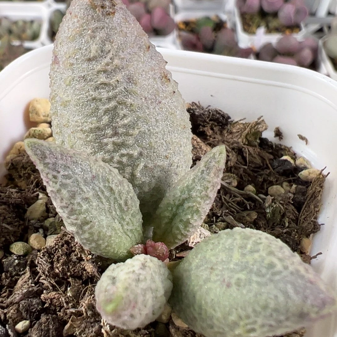 w融化纹冰淇淋有干疤特价