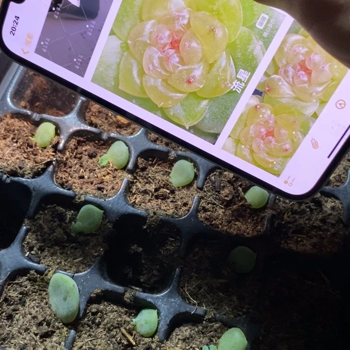 流星820芽苗一个多肉