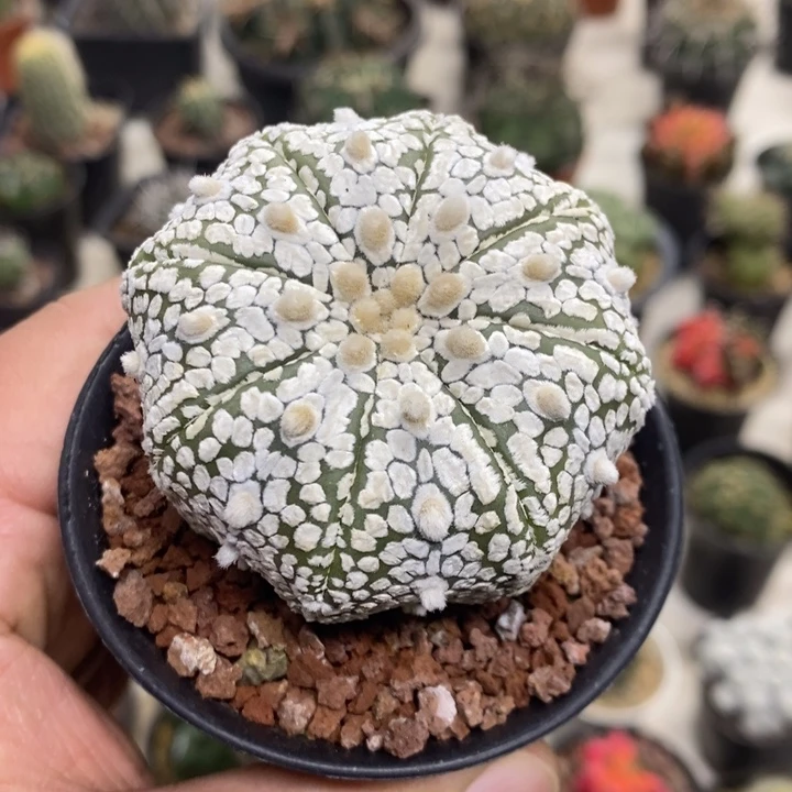 实生浓白兜特价福利