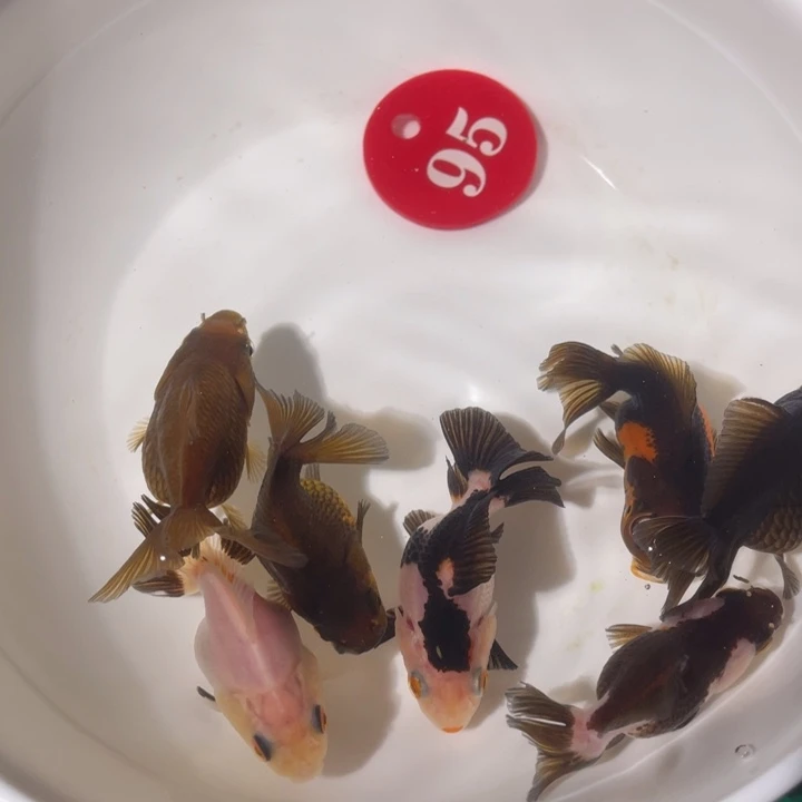 金鱼玛丽金鱼链接