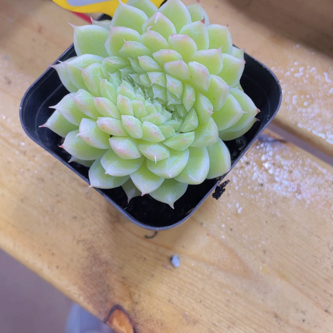 498号 睫毛麦秆缀化
