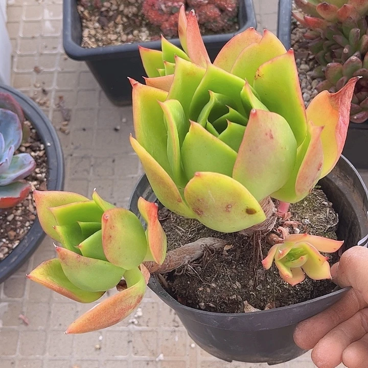 腾云08126多肉植物