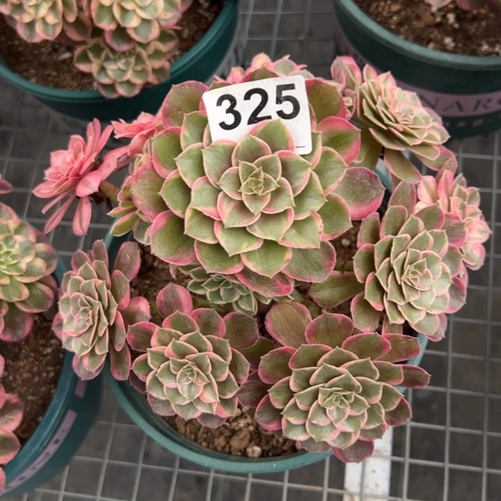 325黑魔锦20厘米左右