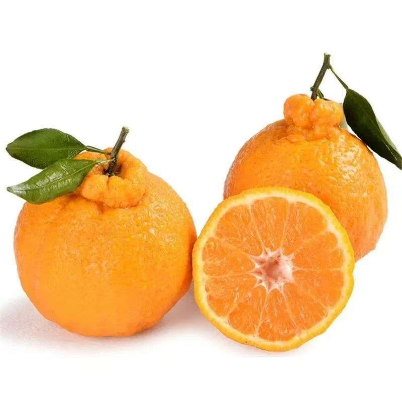 四川自然成熟耙耙柑有果酸味产地直发当季水果包邮耙耙柑一件代发