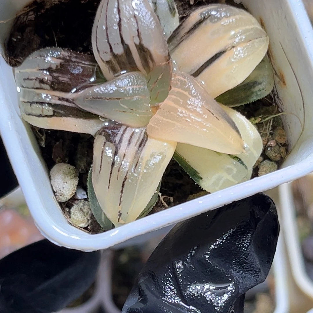 恭喜发财大吉大利3979