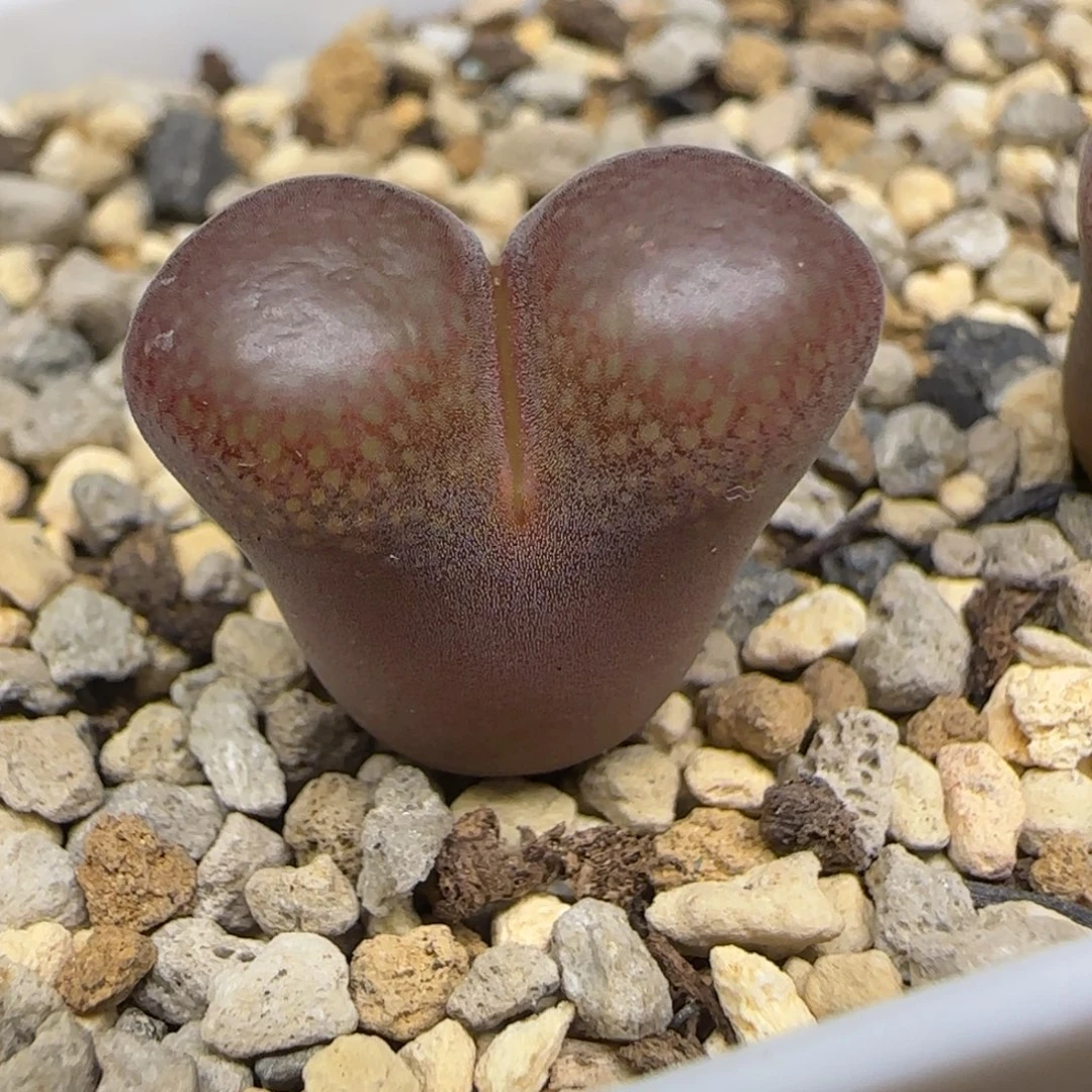 50km风铃一颗多肉植物
