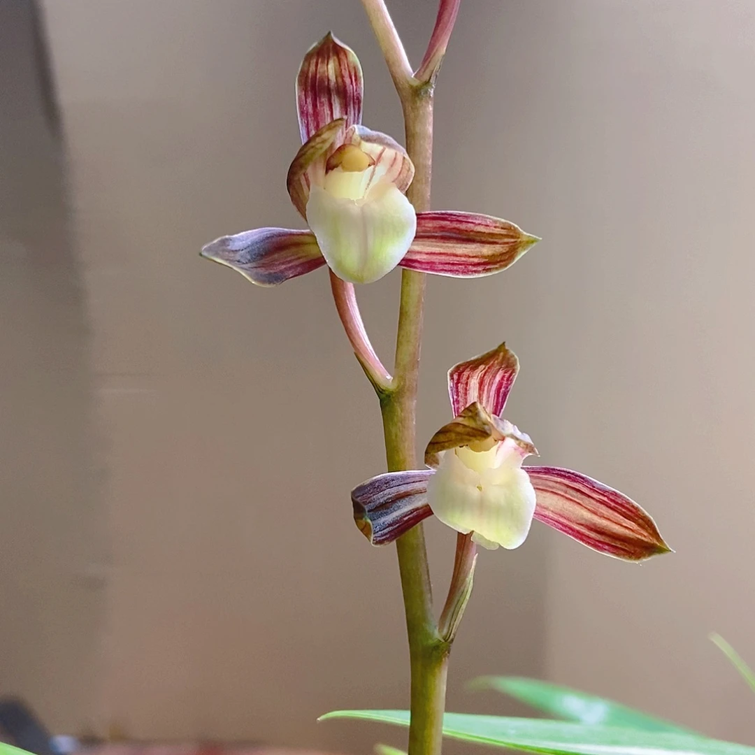 墨兰双美人中透花