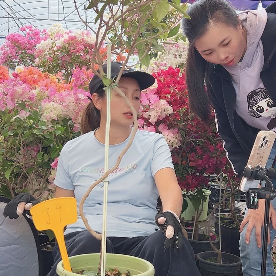 透***光大部分花苞少量开放J9金发女郎