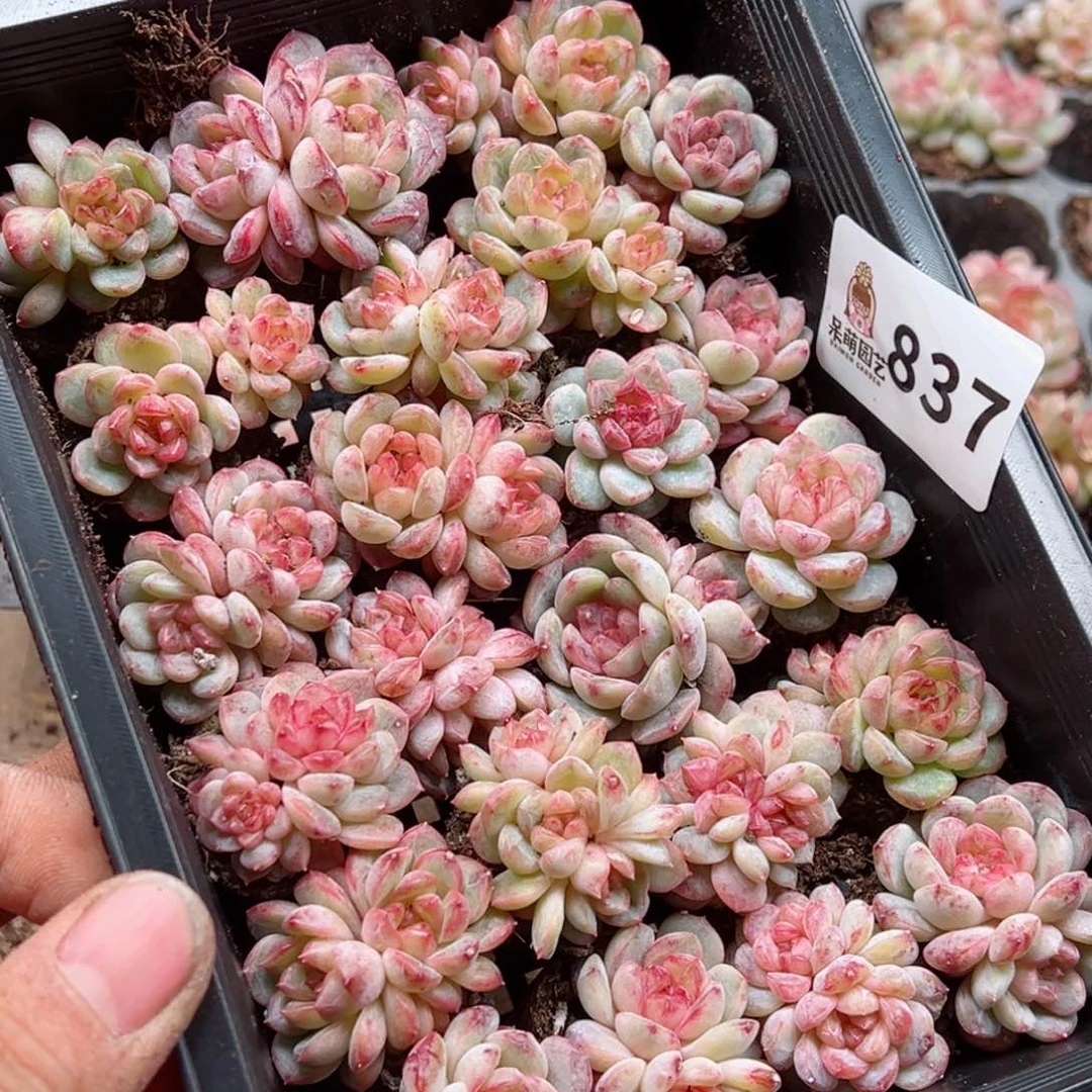 梅**当多肉植物多肉植物