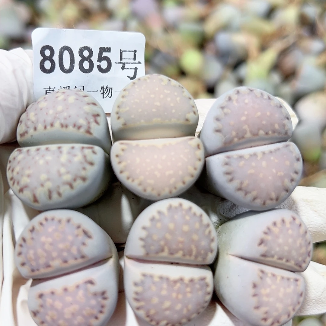 8085五年超大饼干6个2.6cm左右