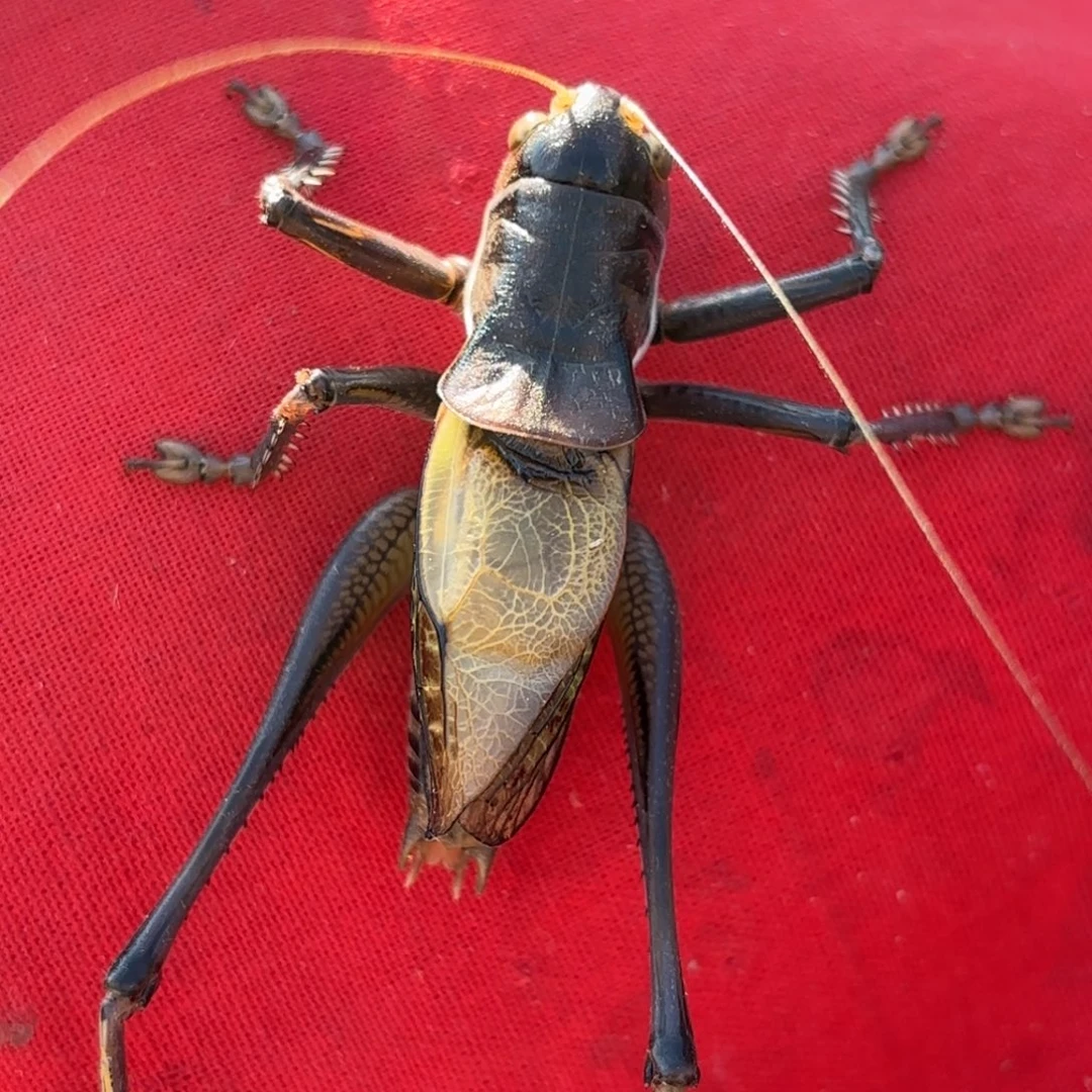 T***n蝈蝈蝈蝈福福价格