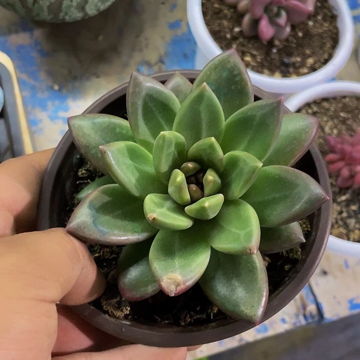 迷雾泡泡一物一拍