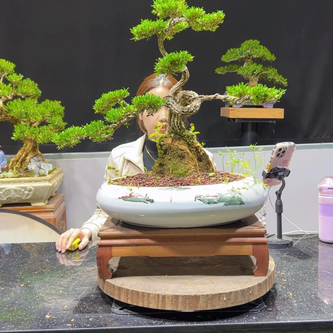 黄杨盆景老桩四季长青