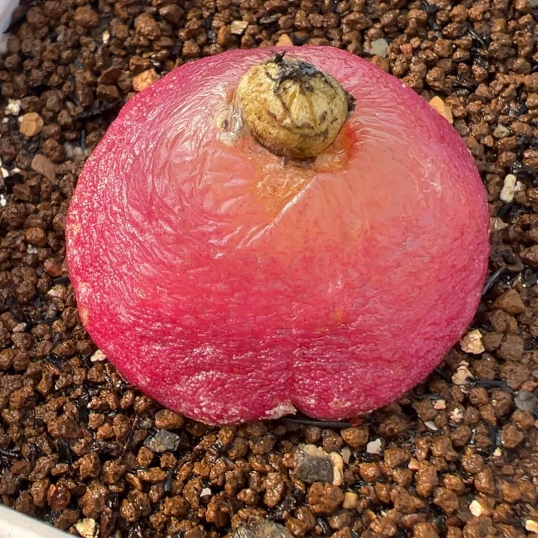 014多肉植物种类