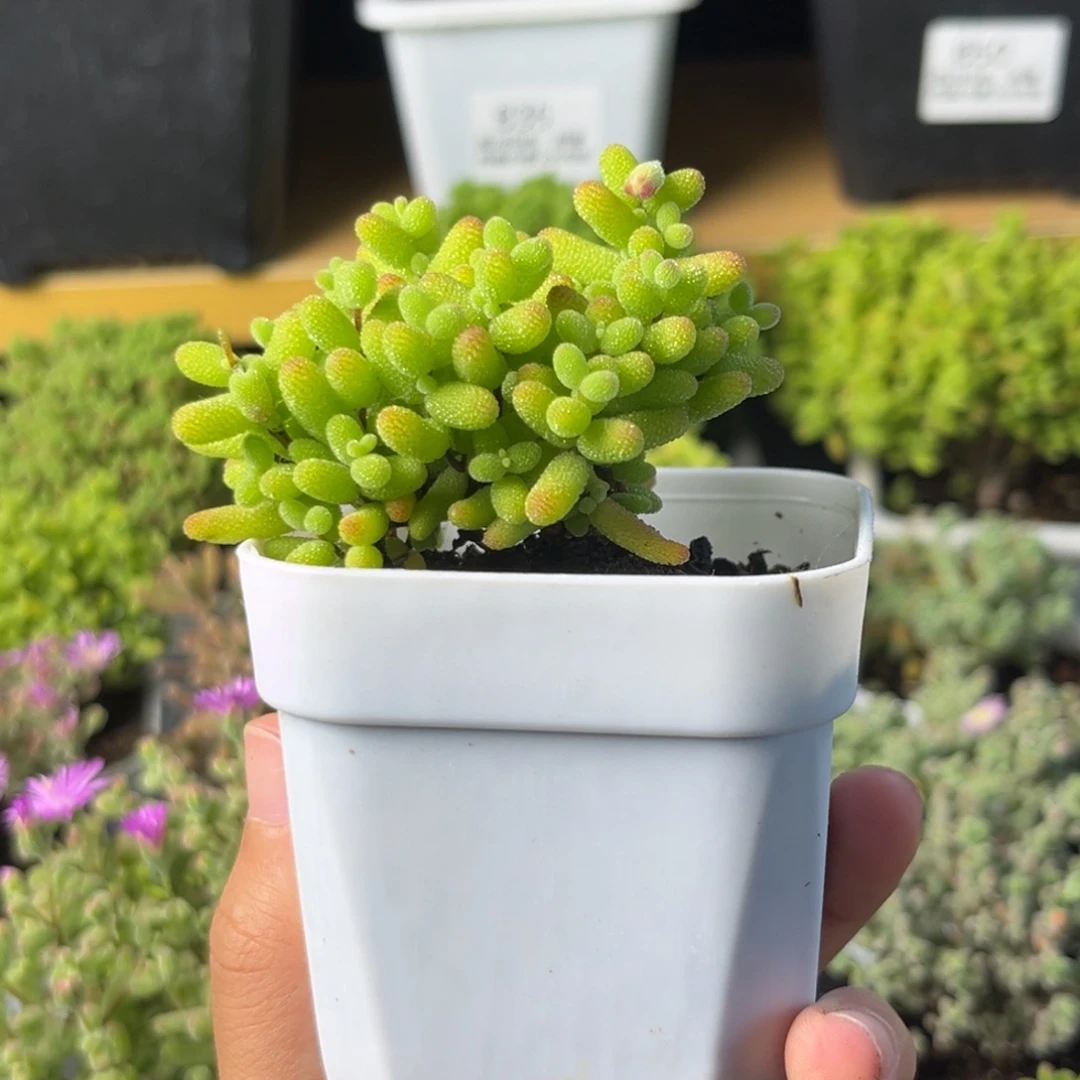 869金桔糖球小树。