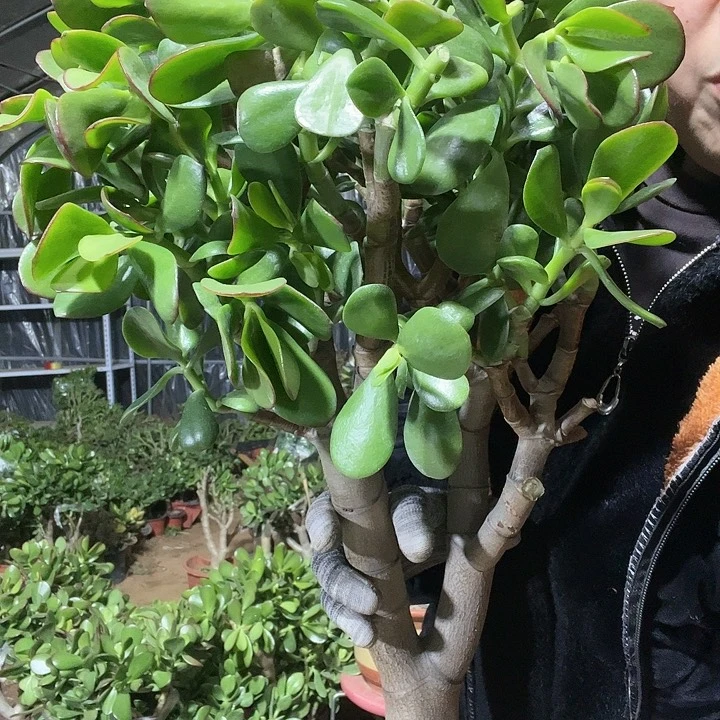 玉树玉树玉树玉树